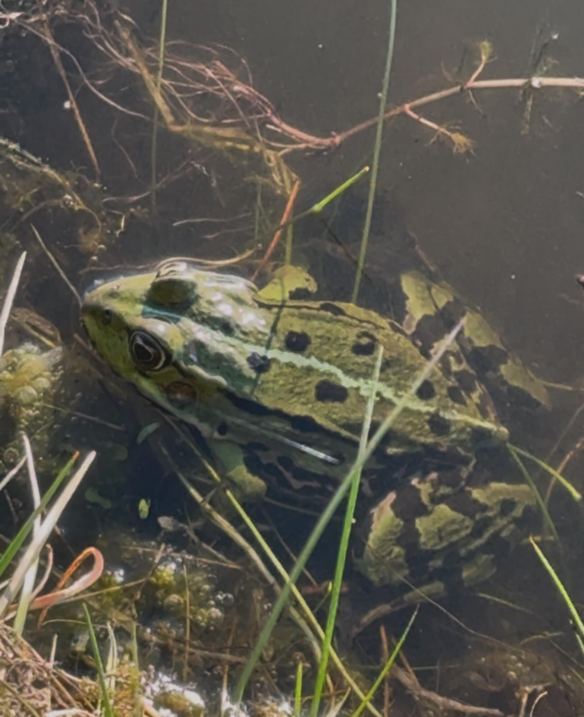 Just nu är grodorna och deras ägg väldigt känsliga i Flommens vattenhinder.
Vi ber därför alla att inte gå ner i vattnet. Det är endast tillåtet att plocka bollar från land.

Ser ni någon som går ner i vattenhindren, vänligen säg till så att vi tillsammans kan hjälpa till att skydda djurlivet och ta hand om grodorna ⚠️
Dela gärna!
Ett tips är att gå ner till Flommen kvällstid & lyssna till grodernas sång! Det är en symfoni i sig själv!