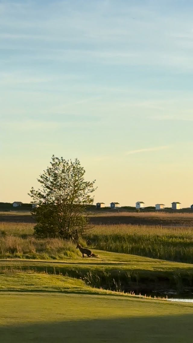 Ett litet möte som påminner om allt det som gör Flommen speciellt – samspelet mellan golf, natur och livet runt omkring.